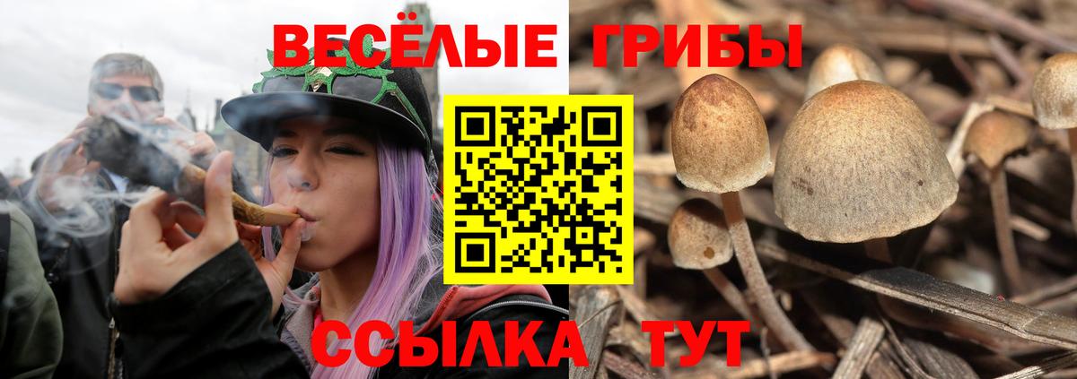 Галлюциногенные грибы Cubensis  Вход с VPN  Холмск 